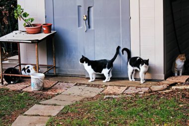 Bahçedeki bir grup şirin kedi.