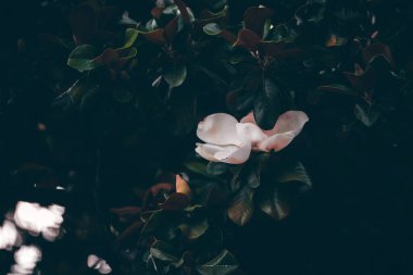 Güzel botanik fotoğrafı, doğal duvar kağıdı.