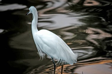 Gölde beyaz balıkçıl kuşu