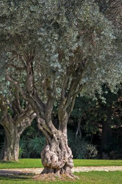 Bahçedeki yeşil ağaçlar