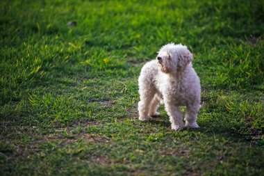 Yeşil çimlerde sevimli bir köpek