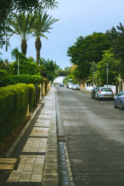 Palmiye ağaçları ve yolda arabaları olan güzel şehir caddesi.