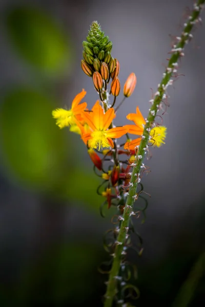 Красивый Ботанический Кадр Натуральные Обои Крупный План Цветов — стоковое фото