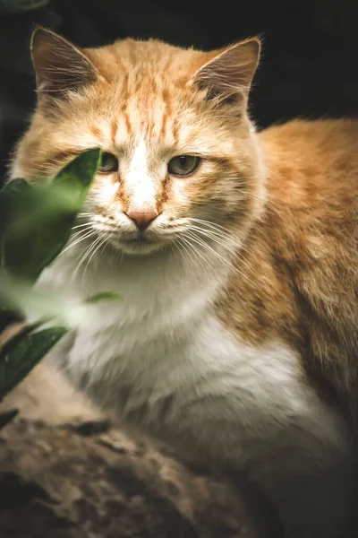 Bonito Gato Vermelho Deitado Fundo Natural — Fotografia de Stock