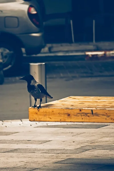 市区街道上乌鸦鸟的近景 — 图库照片