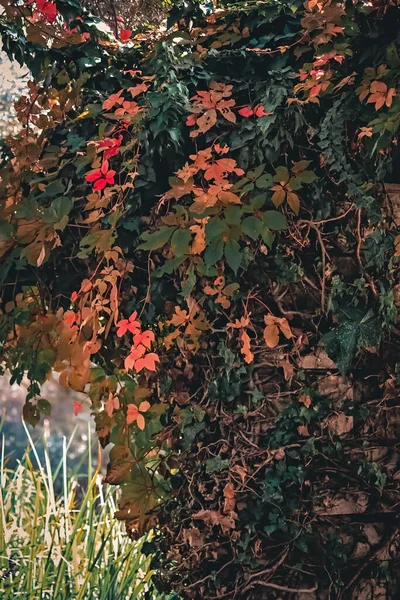 森の中の美しい紅葉 — ストック写真