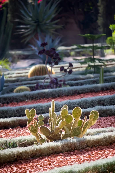 Hermoso Plano Botánico Con Suculentas Fondo Pantalla Natural —  Fotos de Stock