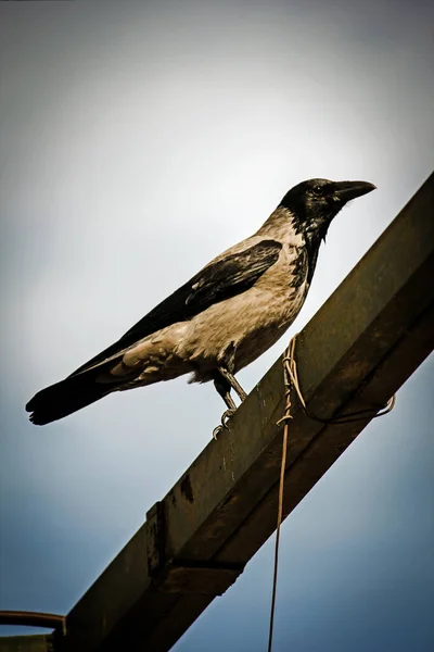 Vogel Het Dak Van Het Huis — Stockfoto