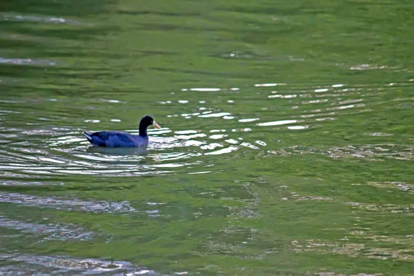 Schöne Aussicht Auf Eine See Schwimmende Ente — Stockfoto