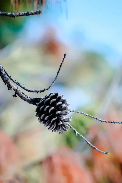 Bel Colpo Botanico Carta Parati Naturale — Foto Stock