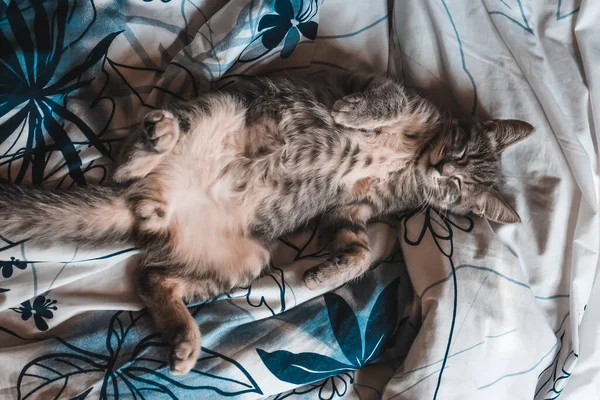 Kedi Yatakta Uyuyor — Stok fotoğraf