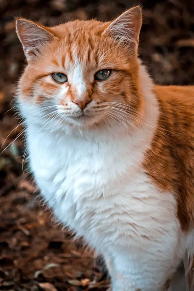 Červená Kočka Zahradě Pohled Zblízka — Stock fotografie