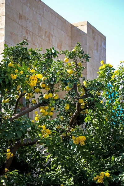美丽的植物学照片 天然壁纸 关于树枝和旧建筑的柠檬 — 图库照片