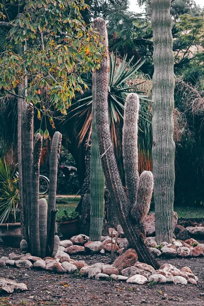 Belle Photo Botanique Papier Peint Naturel Succulents — Photo