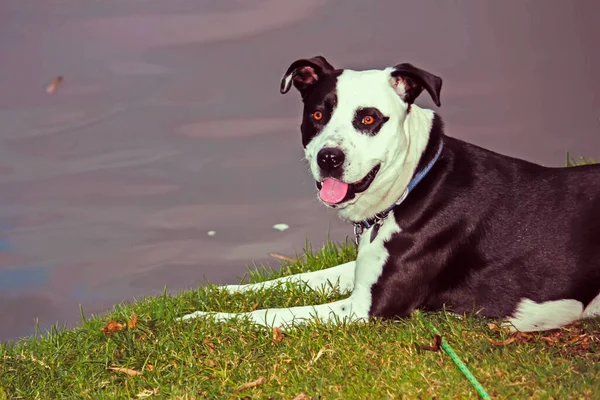 Retrato Cão Bonito Grama — Fotografia de Stock