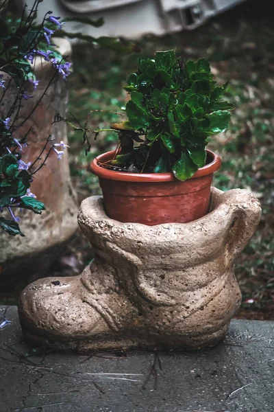 Mooi Botanisch Schot Natuurlijk Behang Decoratieve Potten Met Groene Planten — Stockfoto