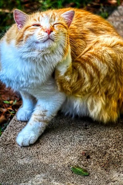 Kucing Lucu Berbulu Jalan Kota — Stok Foto