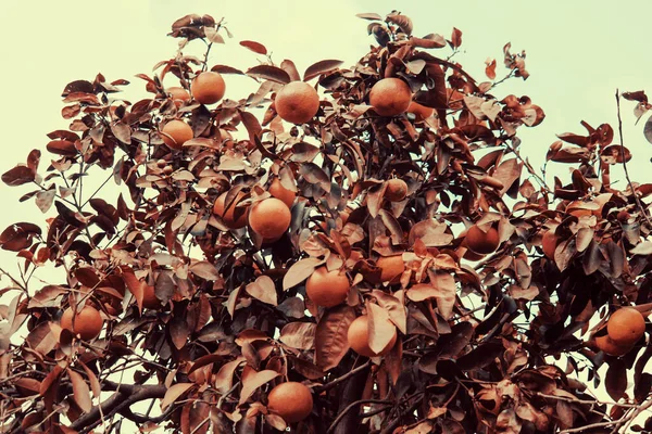 Ώριμα Φρούτα Στο Δέντρο — Φωτογραφία Αρχείου
