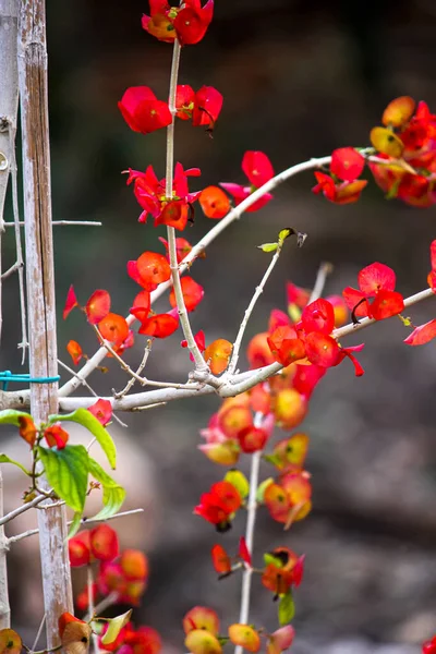 Bayas Rojas Flores Jardín — Foto de Stock