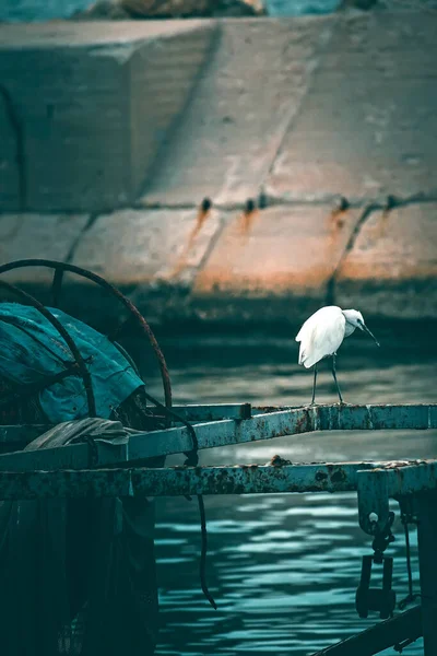 Όμορφη Θέα Του Λευκού Πουλιού Πάνω Από Νερό Και Ανάχωμα — Φωτογραφία Αρχείου