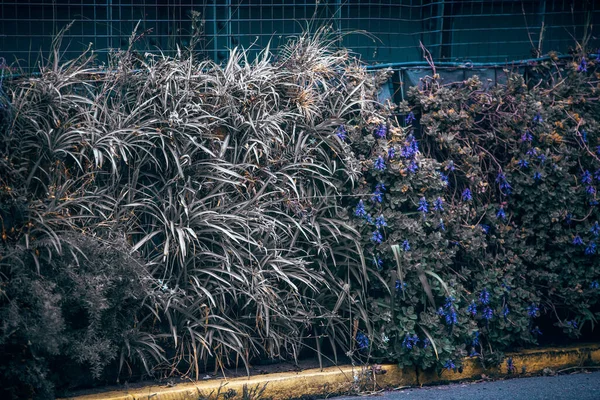 Plantes Fraîches Dans Rue Protection Environnement Concept Écologique — Photo