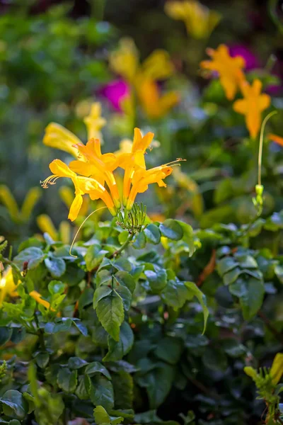 Flores Amarillas Jardín — Foto de Stock