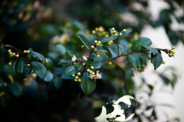 Krásný Botanický Záběr Přírodní Tapety — Stock fotografie