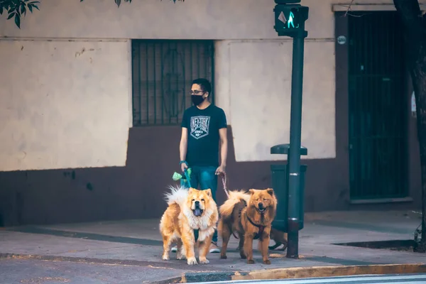 Buenos Aires Argentína 2019 November Férfi Kutyákkal Városban — Stock Fotó