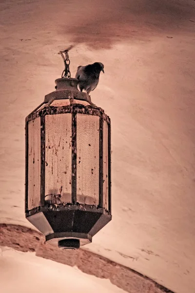 Πουλί Παλιό Φανό Κρέμεται Στο Ταβάνι — Φωτογραφία Αρχείου