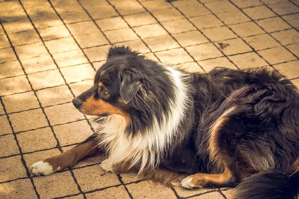 Cane Strada — Foto Stock