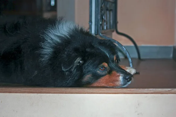 Porträt Eines Niedlichen Hundes Auf Dem Boden Liegend — Stockfoto