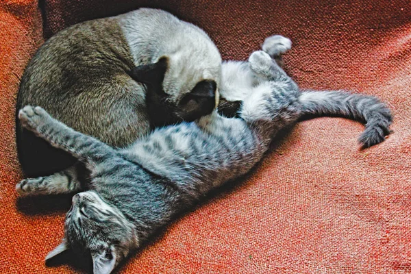 Chats Couchés Sur Tapis Une Maison Sur Canapé Dans Chambre — Photo