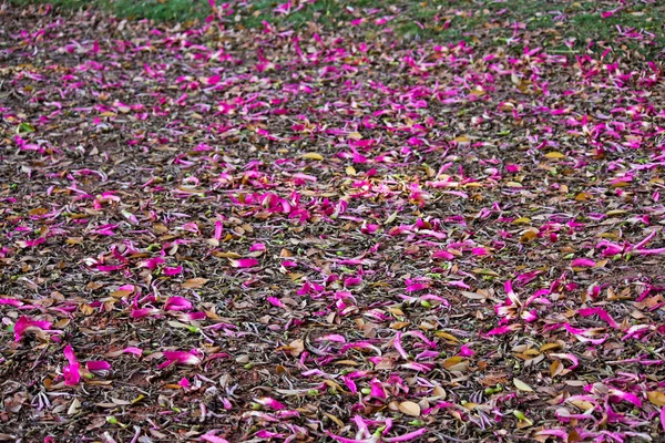 Belas Folhas Pétalas Chão Jardim — Fotografia de Stock