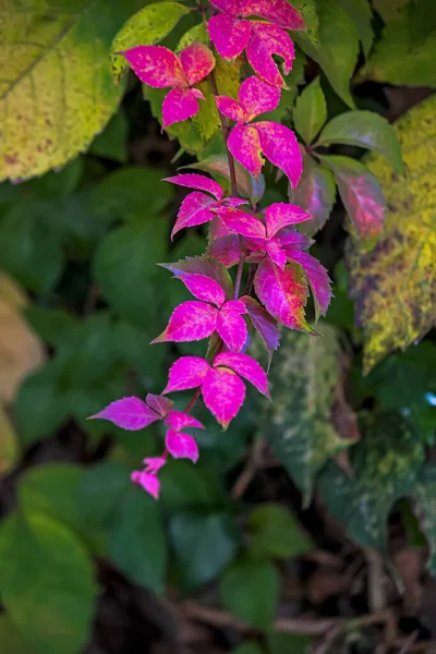 Hermosas Flores Hojas Jardín — Foto de Stock