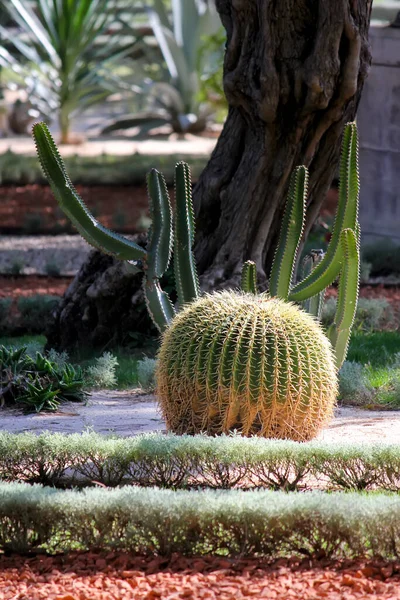 Cactus Vert Dans Jardin — Photo