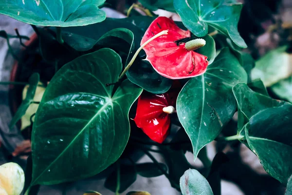 Крупним Планом Вид Красиві Тропічні Рослини Червоними Квітами — стокове фото