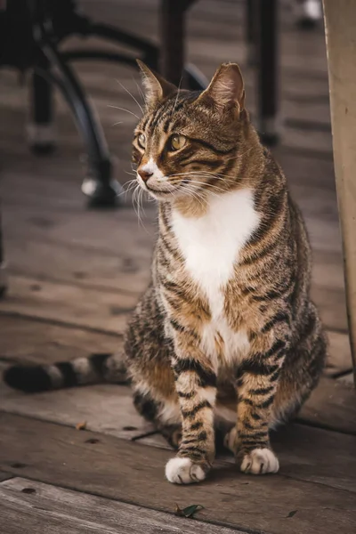 Porträt Der Süßen Katze Auf Der Straße — Stockfoto