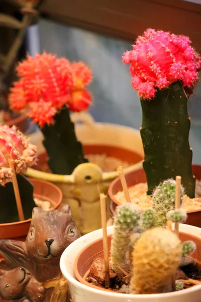 Schöne Botanische Aufnahme Natürliche Tapete Nahaufnahme Von Sukkulenten Töpfen — Stockfoto