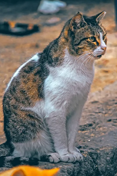 Słodkie Szary Kot Ulicy — Zdjęcie stockowe