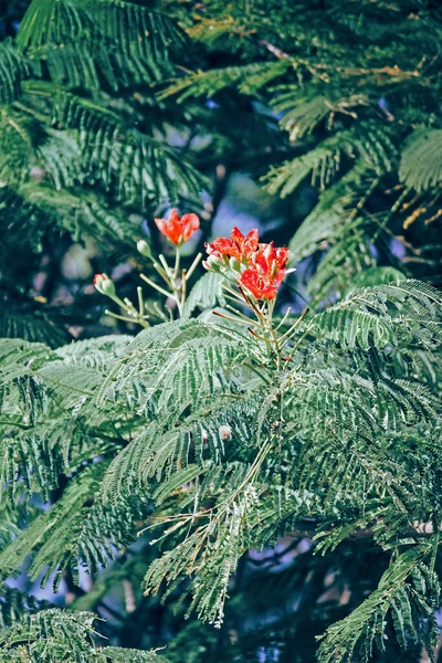 Vista Close Folhas Verdes Flores Vermelhas Galhos Árvores — Fotografia de Stock