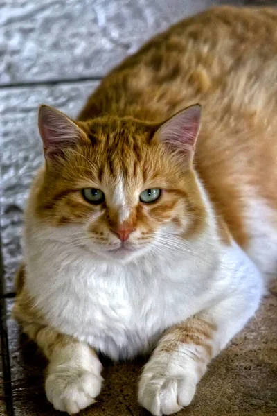 Chat Rouge Dans Jardin Vue Rapprochée — Photo