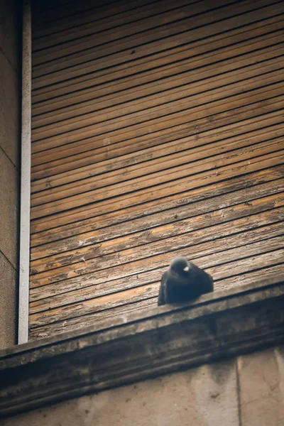 木造シャッターと鳩が建物に — ストック写真