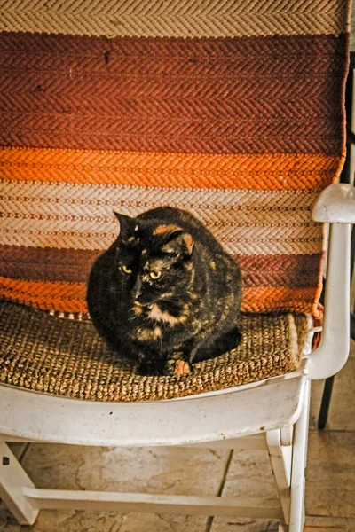 Katze Sitzt Auf Dem Stuhl — Stockfoto