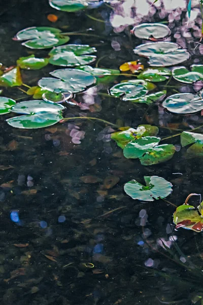 Mooie Lotus Bloemen Bladeren Vijver — Stockfoto