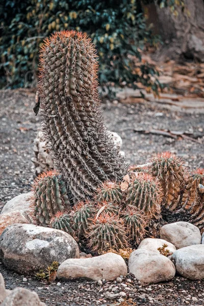 Nahaufnahme Von Kakteen Und Steinen Garten — Stockfoto