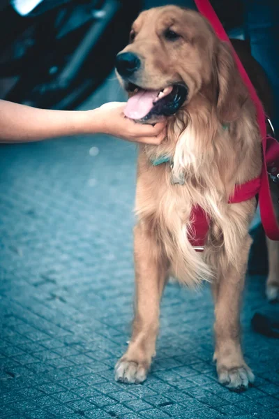 Собака Господарем Вулиці — стокове фото