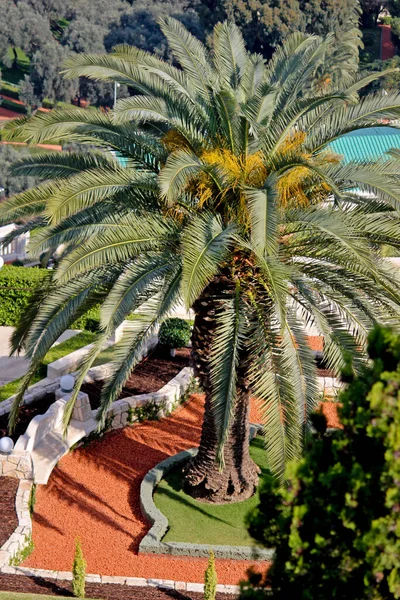 Hermoso Jardín Tropical Con Plantas Verdes —  Fotos de Stock