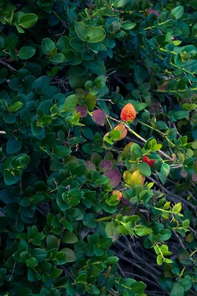 Όμορφα Πράσινα Και Κόκκινα Φύλλα Στους Θάμνους — Φωτογραφία Αρχείου