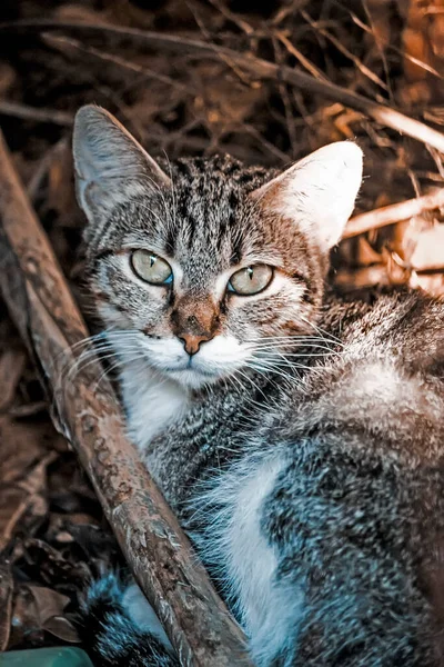 Vue Rapprochée Chat Mignon Dans Jardin — Photo