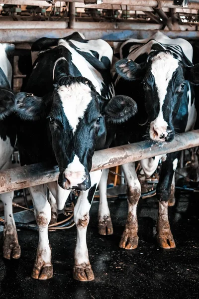 Gruppe Schwarzer Und Weißer Kühe Auf Dem Bauernhof — Stockfoto